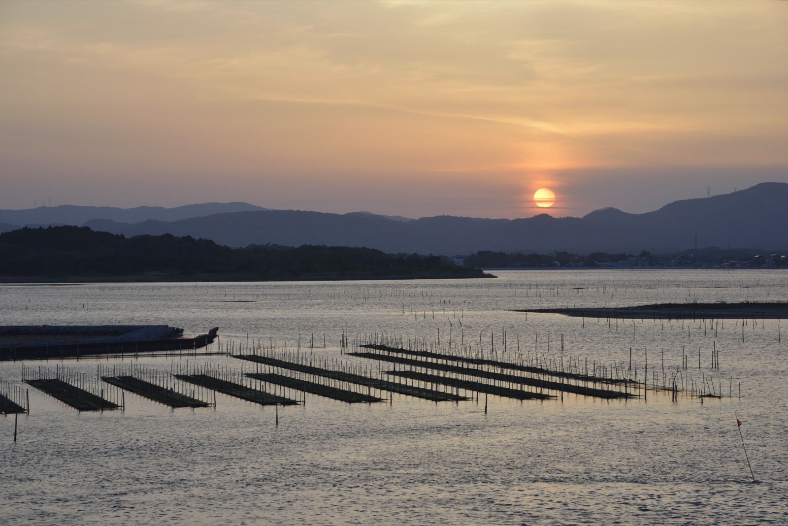 熊本・有明海の海苔ひび(お江戸弁当専用海苔の産地)